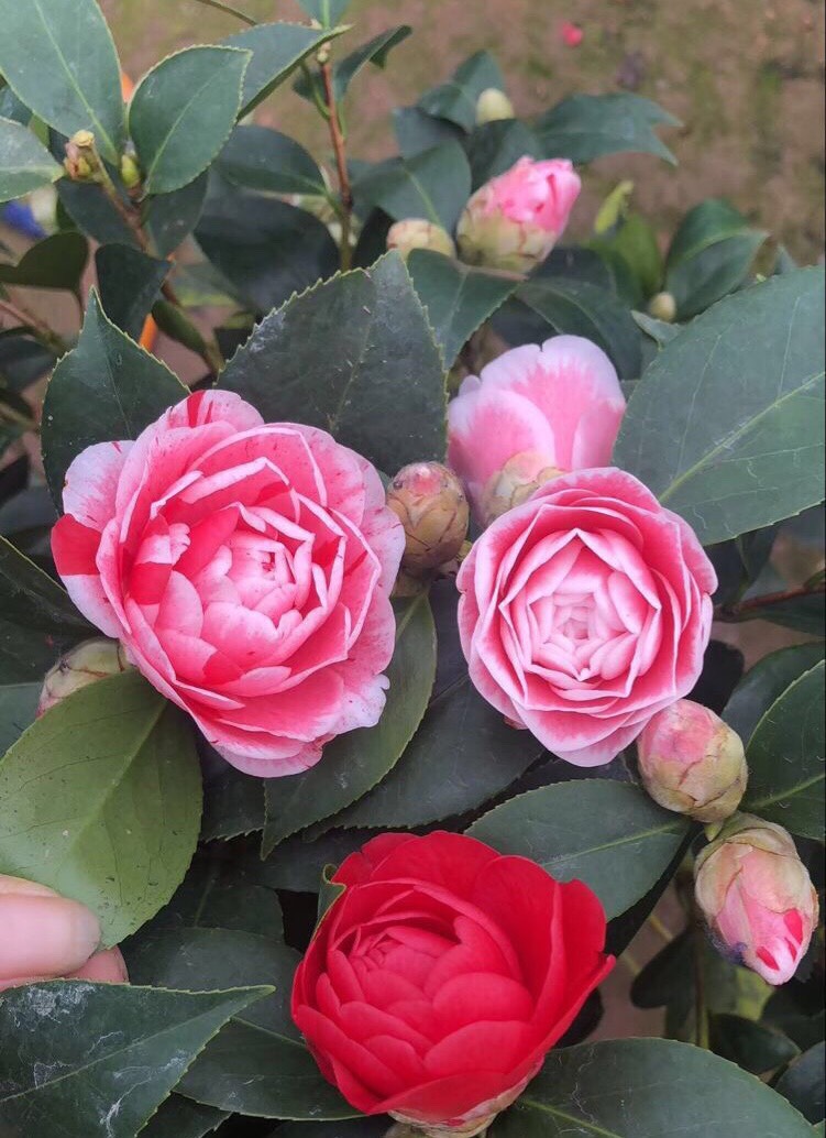 哪些花是真正的富贵花,富贵花给人带来吉祥好运