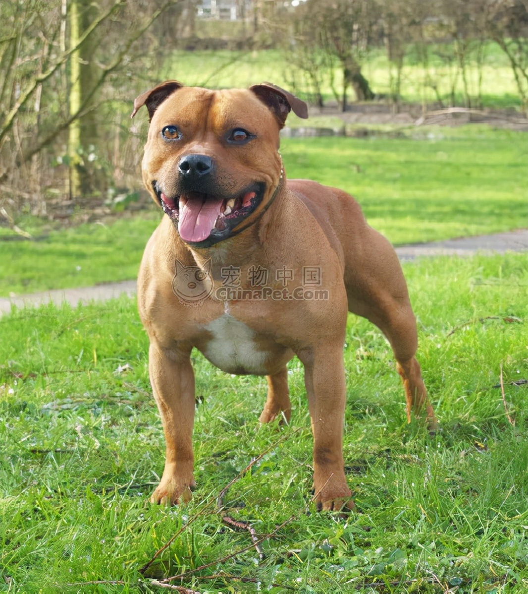 狗狗品种大全及介绍了解一下,狗狗品种怎么挑选最好看