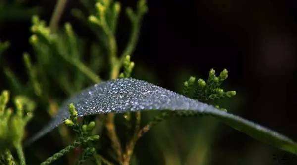 杜甫的千古名句露从今夜白,杜甫的白露诗