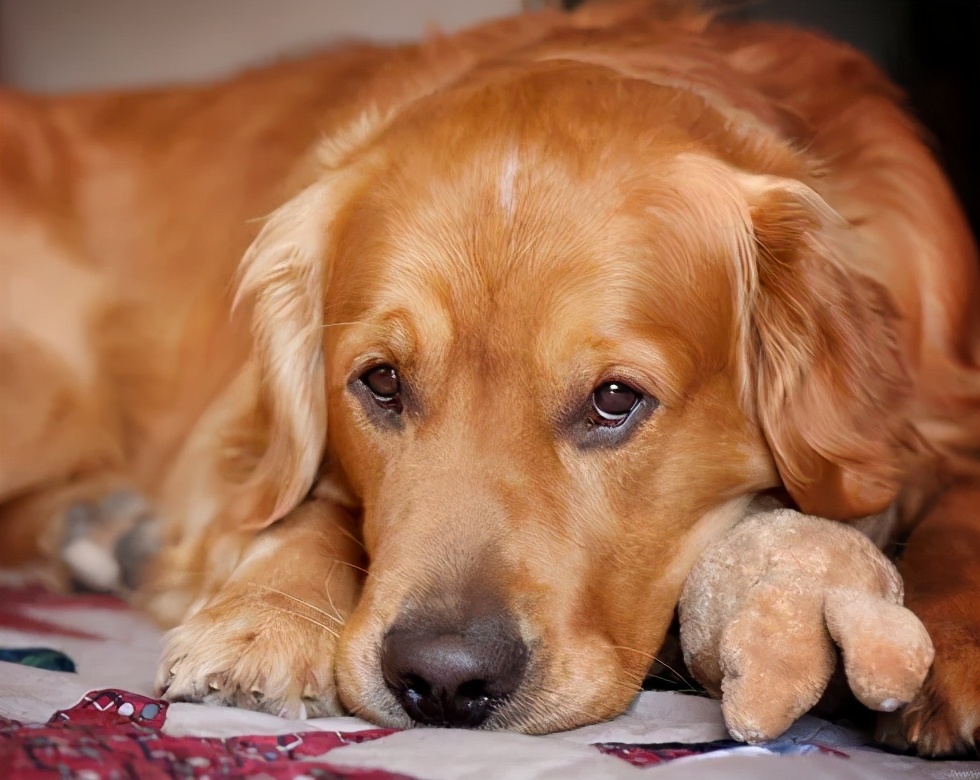 狗狗科普知识大全全部,如何了解各种不同的狗狗品种