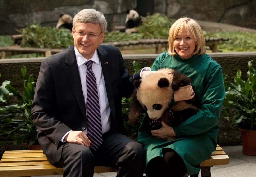 马来西亚为啥退换大熊猫,马来西亚退还中国大熊猫是真的吗