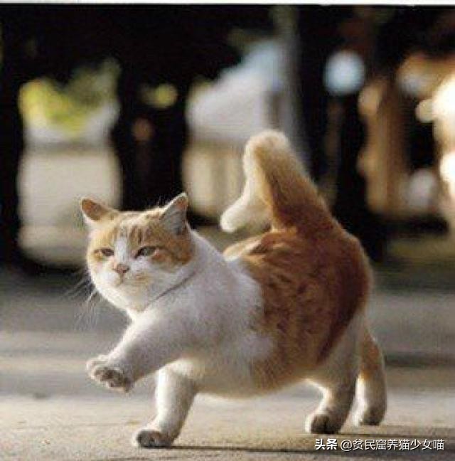 耳螨能彻底治愈是什么样子的,耳螨有自愈的可能吗