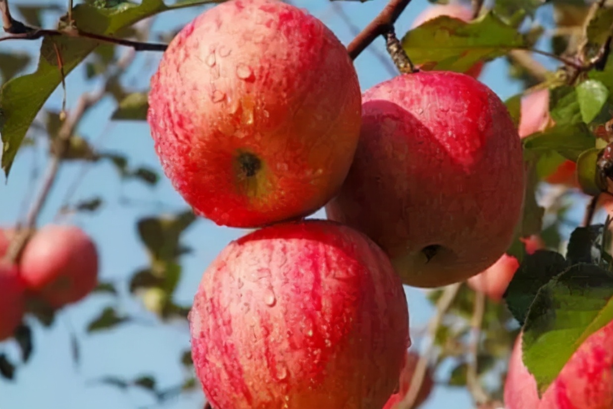 脆甜苹果新鲜水果,脆甜的苹果有什么品种