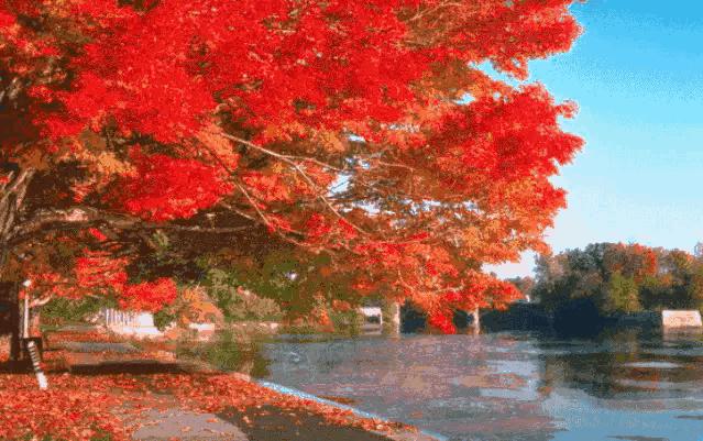枫叶的美文,枫叶散文