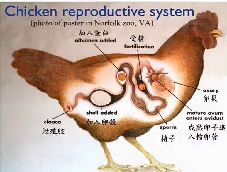 鸡蛋不同吃法营养不同科学依据,不同鸡蛋有什么区别