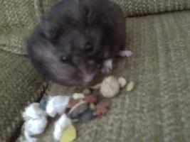 仓鼠的嘴巴到底有多大啊,仓鼠的嘴巴和舌头是怎么样的