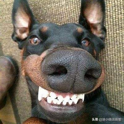 宠物鼻子湿的好还是干的,幼犬鼻子干热怎么回事