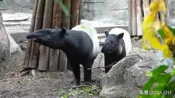 致命的60种动物,这100种动物你都认识吗