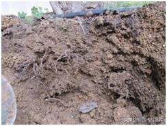 蓝莓枝枯病害图片大全,蓝莓果都有哪些病害