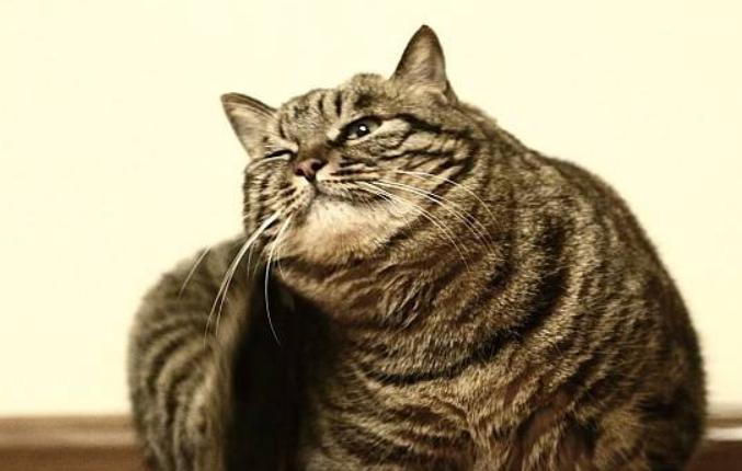 猫咪体外驱虫一般用什么药,猫咪体外驱虫哪种药好一些