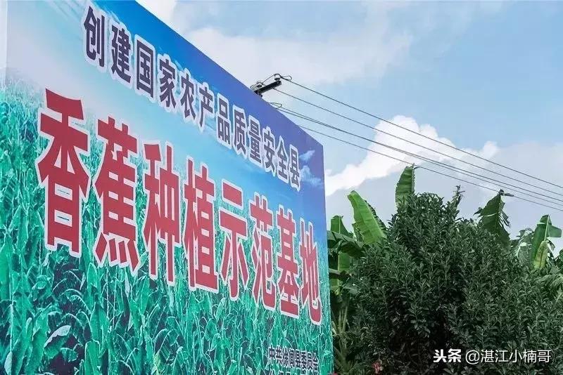 徐闻香蕉基地,本县香蕉种植基地