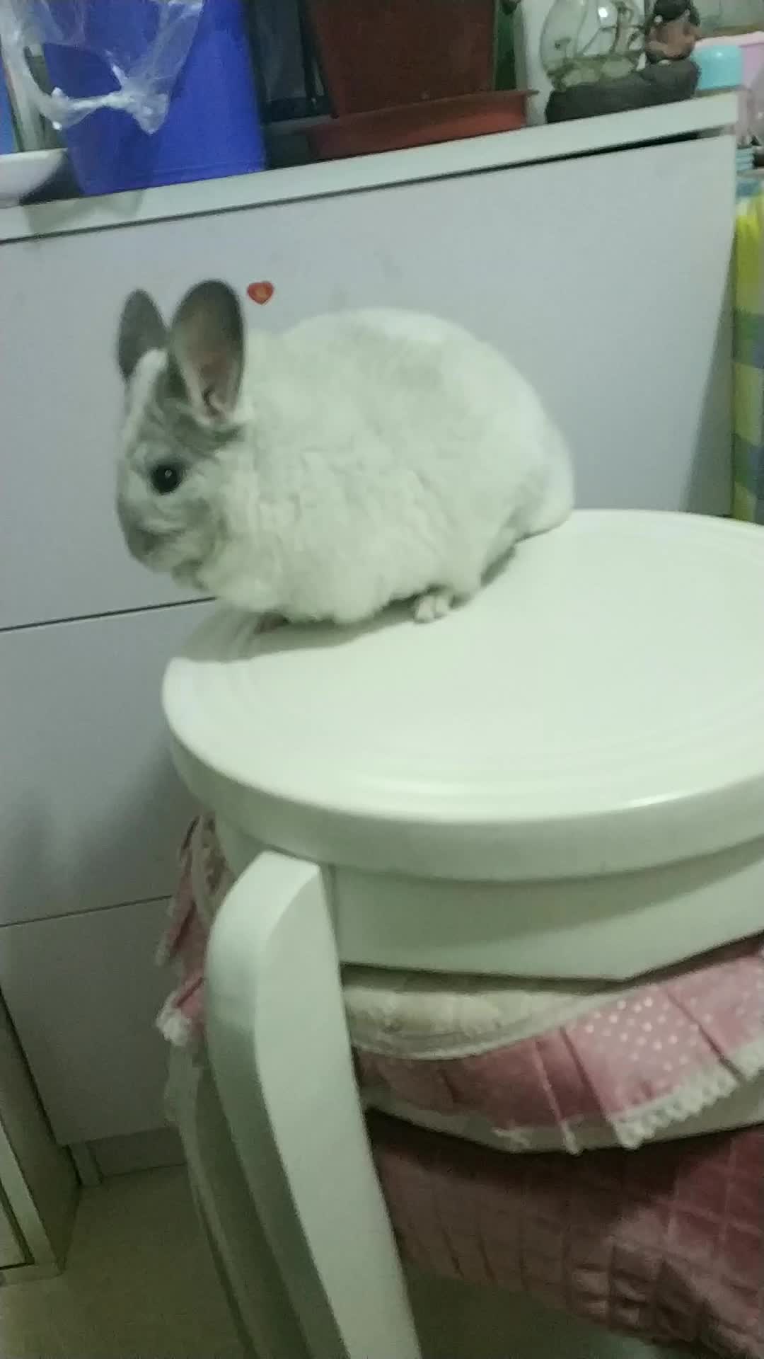 如何看出龙猫有疾病的表现,龙猫产后饲养注意事项