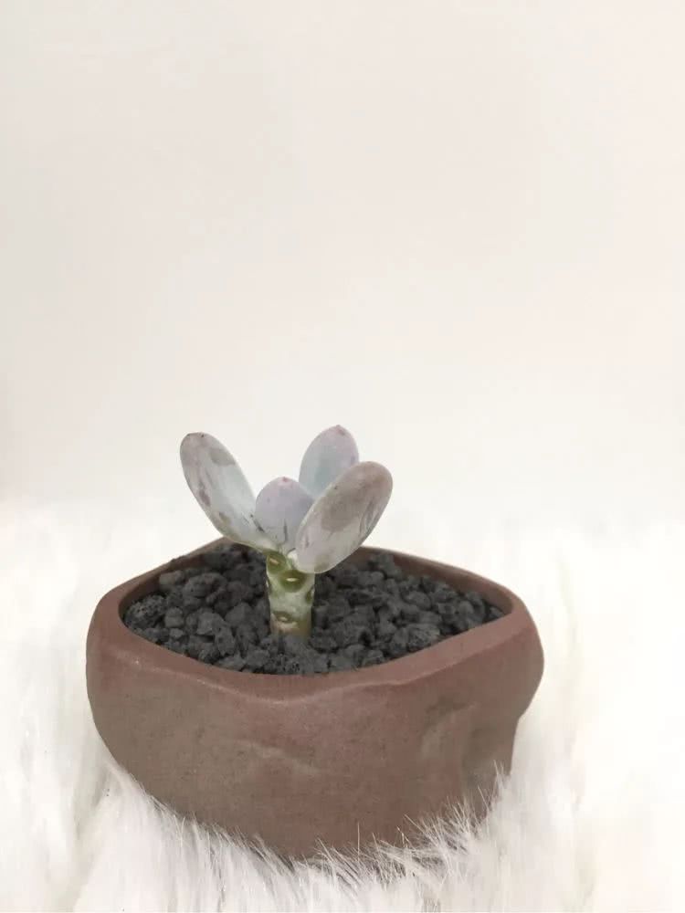 多肉名字怎么记,养多肉人的名字