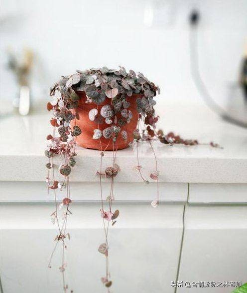 家里植物长得不好有什么说法,家里什么植物都养不好是什么原因