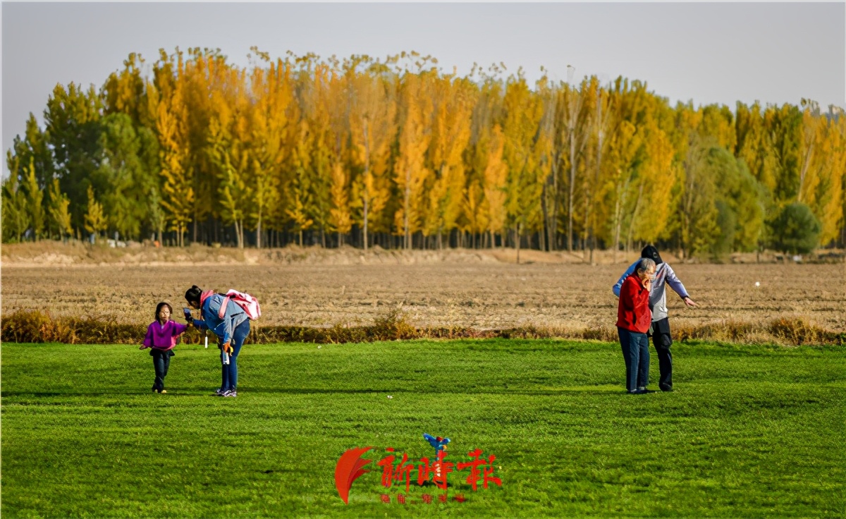 新晋网红的济南版坝上草原要收费了？记者探访黄河大坝网红草坪背后故事