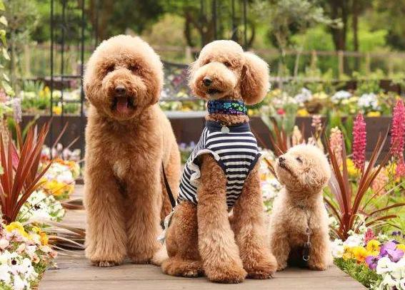 细数巨型贵宾犬的优缺点,怎么样才能够把巨型贵宾犬养好