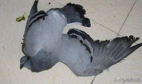 鸽子翅膀下垂闭眼没精神,鸽子头向前伸脖子翅膀下垂