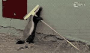 你们吃的野味蜜獾，居然是称霸非洲的平头哥