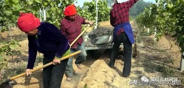 葡萄果穗上有药斑怎么办,葡萄果发黑是什么病害