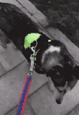 搞笑动图gif微信表情包2019,搞笑动图笑得肚子痛