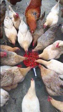 搞笑gif图来袭看一次笑一次,搞笑gif开心一刻