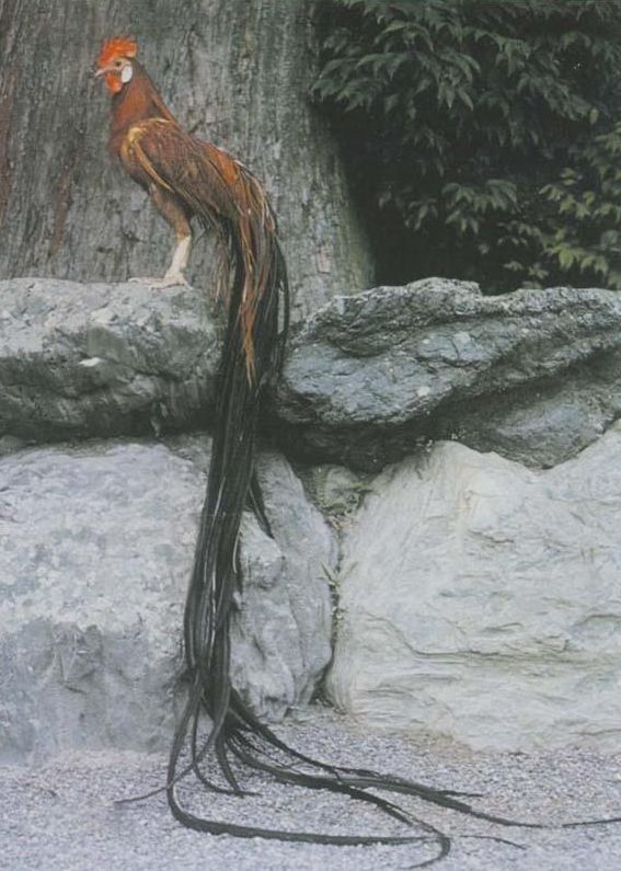 奇葩养宠物,可以合法饲养的奇葩宠物