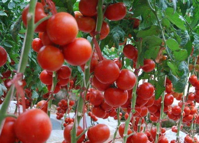 分解土壤固化物质,酸性土壤如何解磷解钾