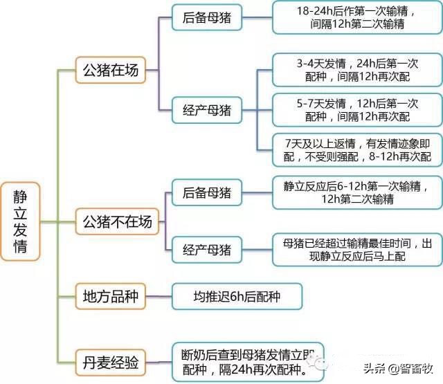 母猪的输精方法及操作要点,母猪的输精准备