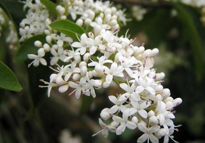 蚊子最讨厌的4种花家里养上一盆,蚊子最怕的四种花是哪四种