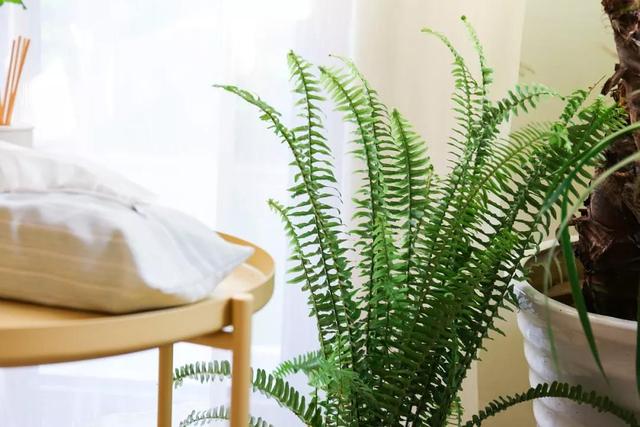 适合卧室养的10种花,养金枝玉叶放卧室可以改善睡眠吗