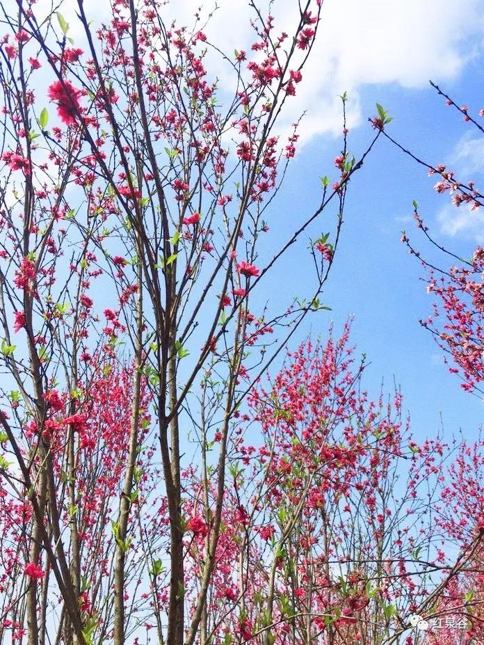 成都桃花花海,成都绕城周边花海