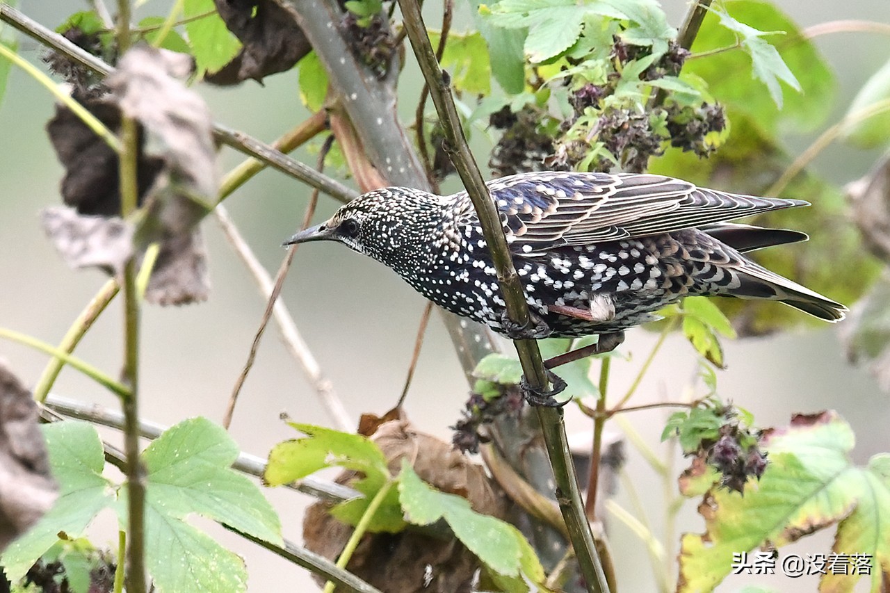 「10.13」北京沙河观鸟日记：收获长尾山椒鸟与中华攀雀
