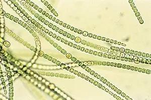 鱼类水产养殖需要哪些藻类,水产养殖显微镜下各种藻类