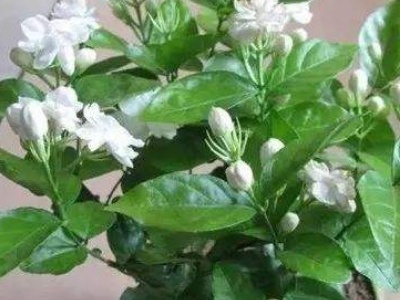 茉莉花怎么施肥,茉莉花好养活吗