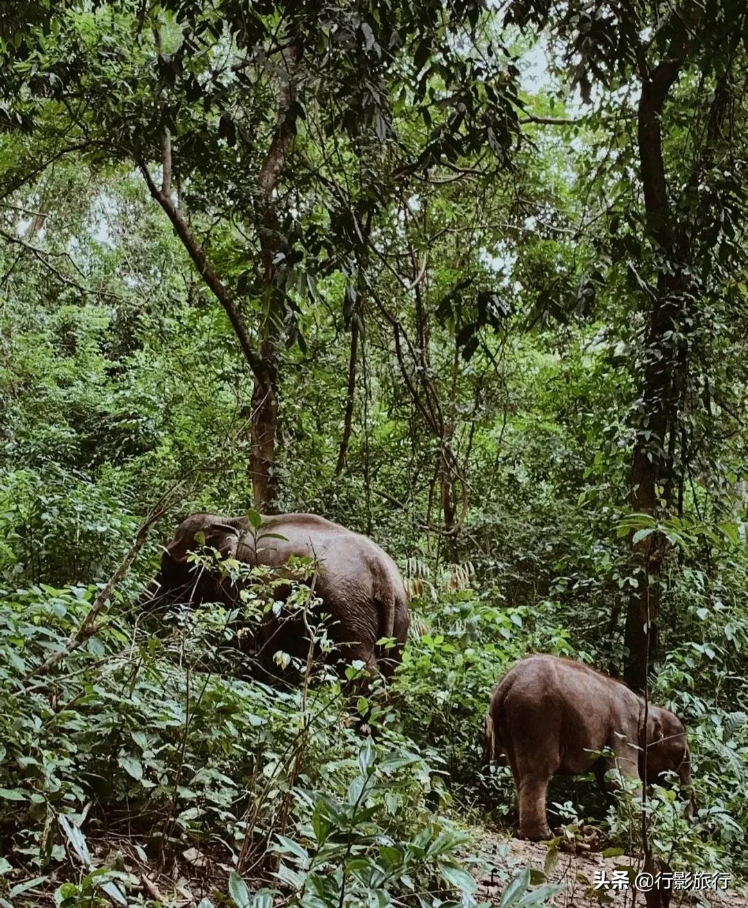 介绍一下云南的西双版纳,云南西双版纳的介绍景点