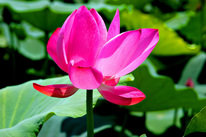 婚姻如一本书,居家过日子的妻子