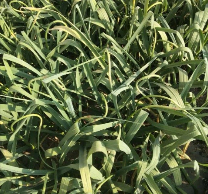 山东大蒜蒜薹价格最新行情,2020年山东蒜薹价格最低批发价