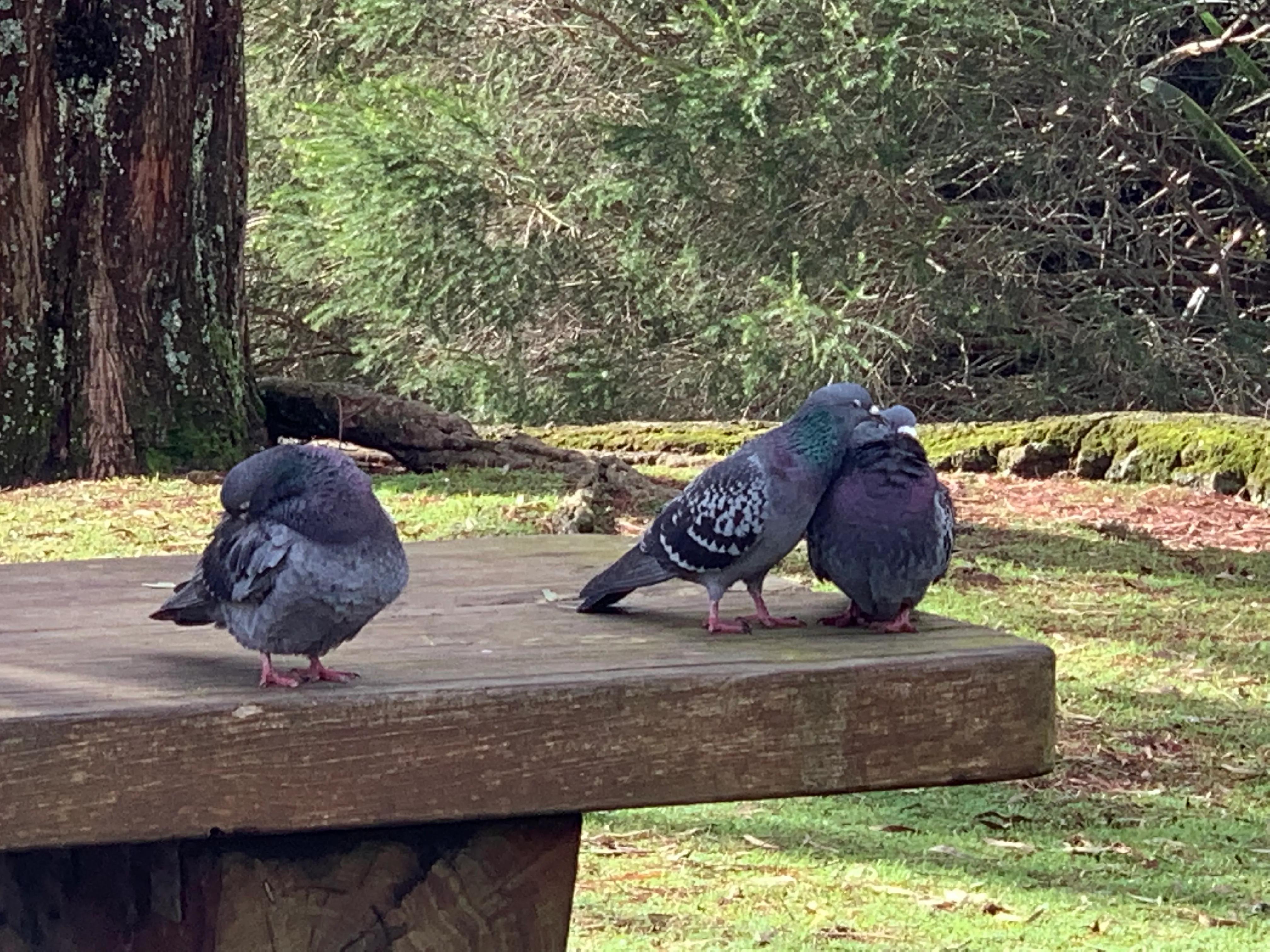 在新西兰上班是什么感觉 (新西兰生活工作怎么样)