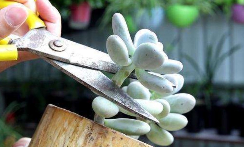 多肉枝干又长又细怎么办,老桩多肉枝条太长