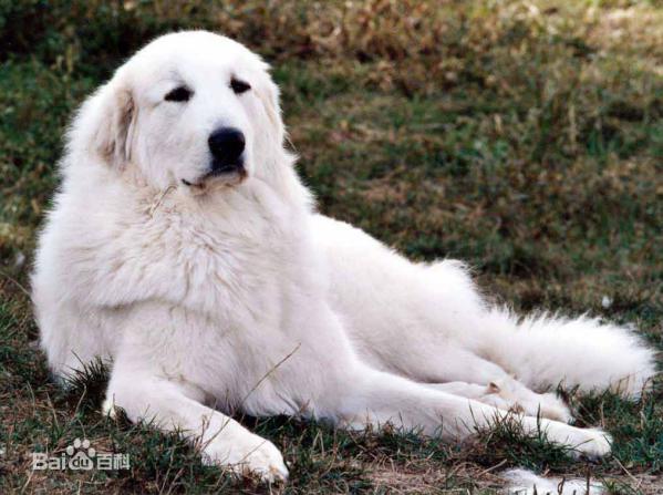 性格温顺的大型犬品种,宠物狗大型犬都有哪些品种