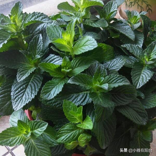 薄荷枝横着种,薄荷一棵能种成一盆吗