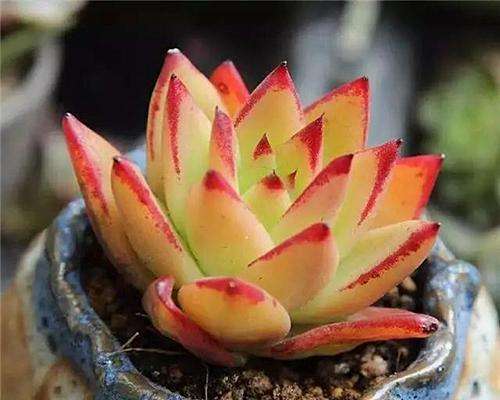 新手养多肉的方法和技巧,怎样能把多肉养得又肥又好看