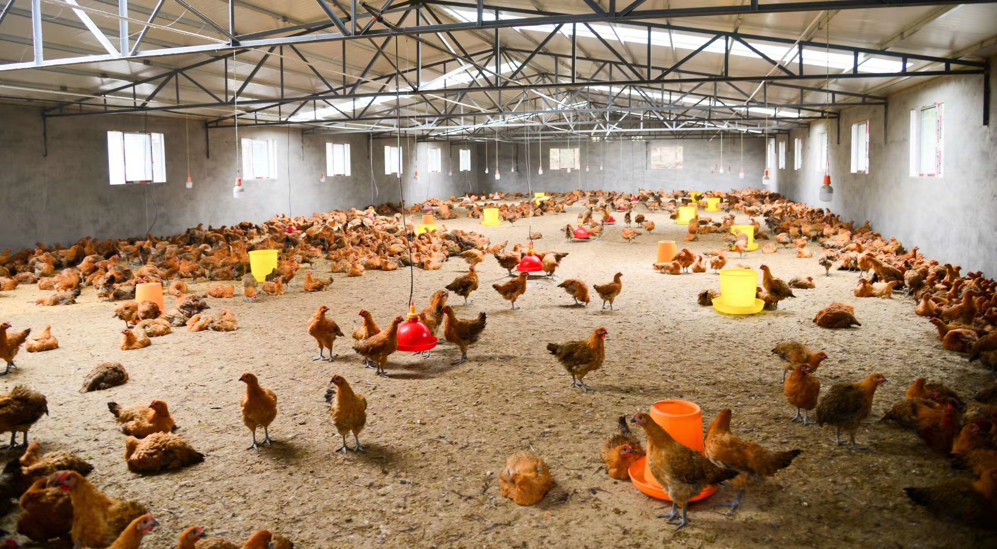 养鸡技术知识大全解说,养鸡小妙招100首