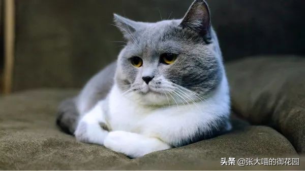 猫咪为什么喝水少会膀胱炎,为什么猫咪喝水要水泵
