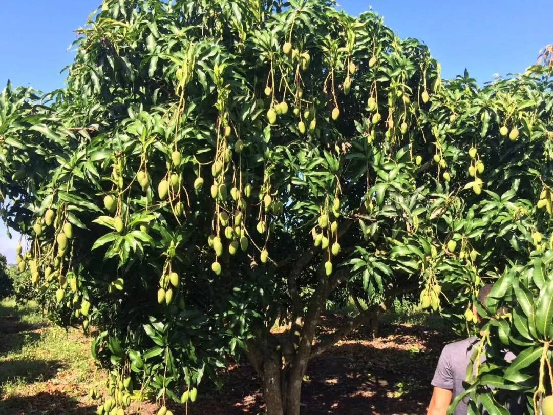 果农种的芒果,我的芒果为什么种不出来