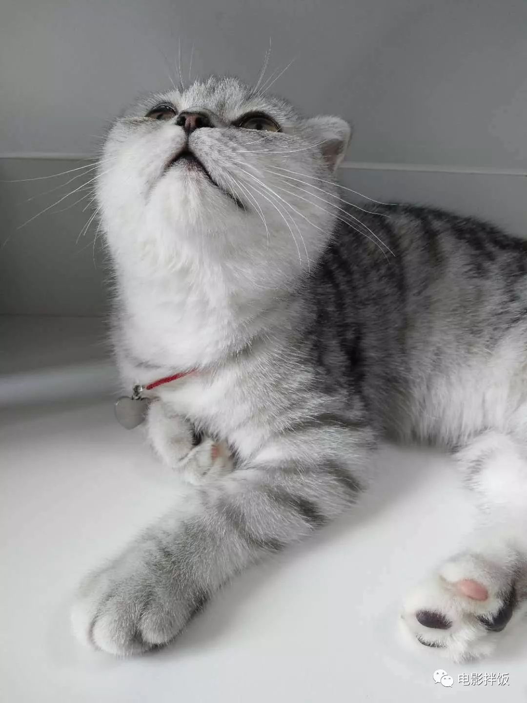 新手养猫注意事项以及幼猫到新家,新手养猫养什么猫又便宜又好养