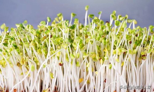 美味的豆芽生长过程,豆芽炒鸡肉的美味做法