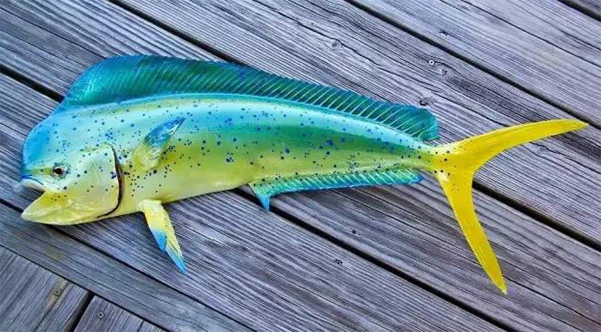 鲯鳅为什么被称为海洋中的变色龙,淡水鲯鳅