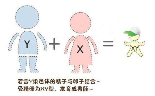 你听过“前壁生男、后壁生女”吗?专家:虽是迷信但位置很重要