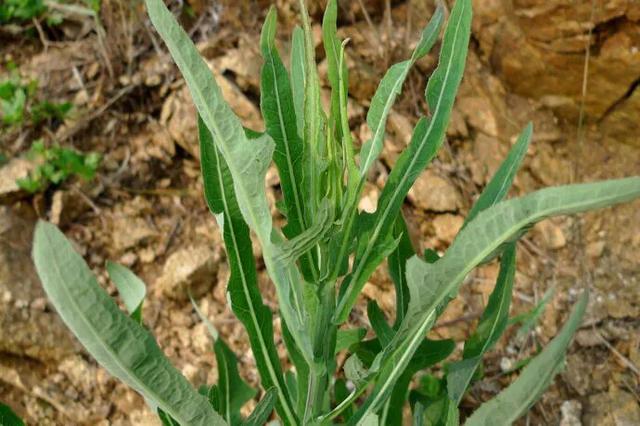 苦菜养胃护胃,苦菜虽苦但开花是香的